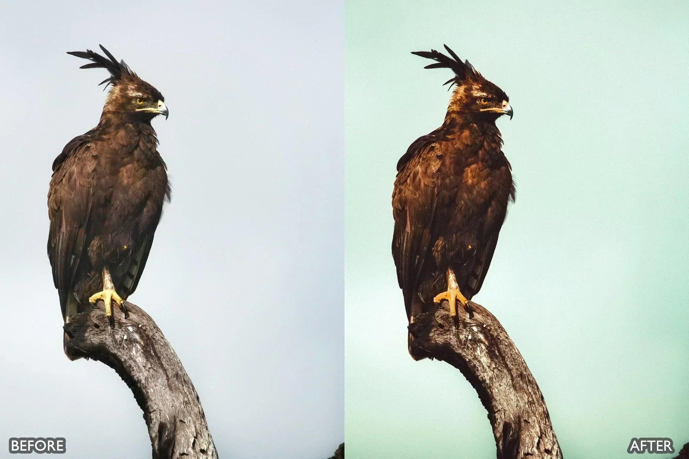 Wildlife Cinematic Lightroom Presets Pack - Lightroom Presets - by AAA Presets