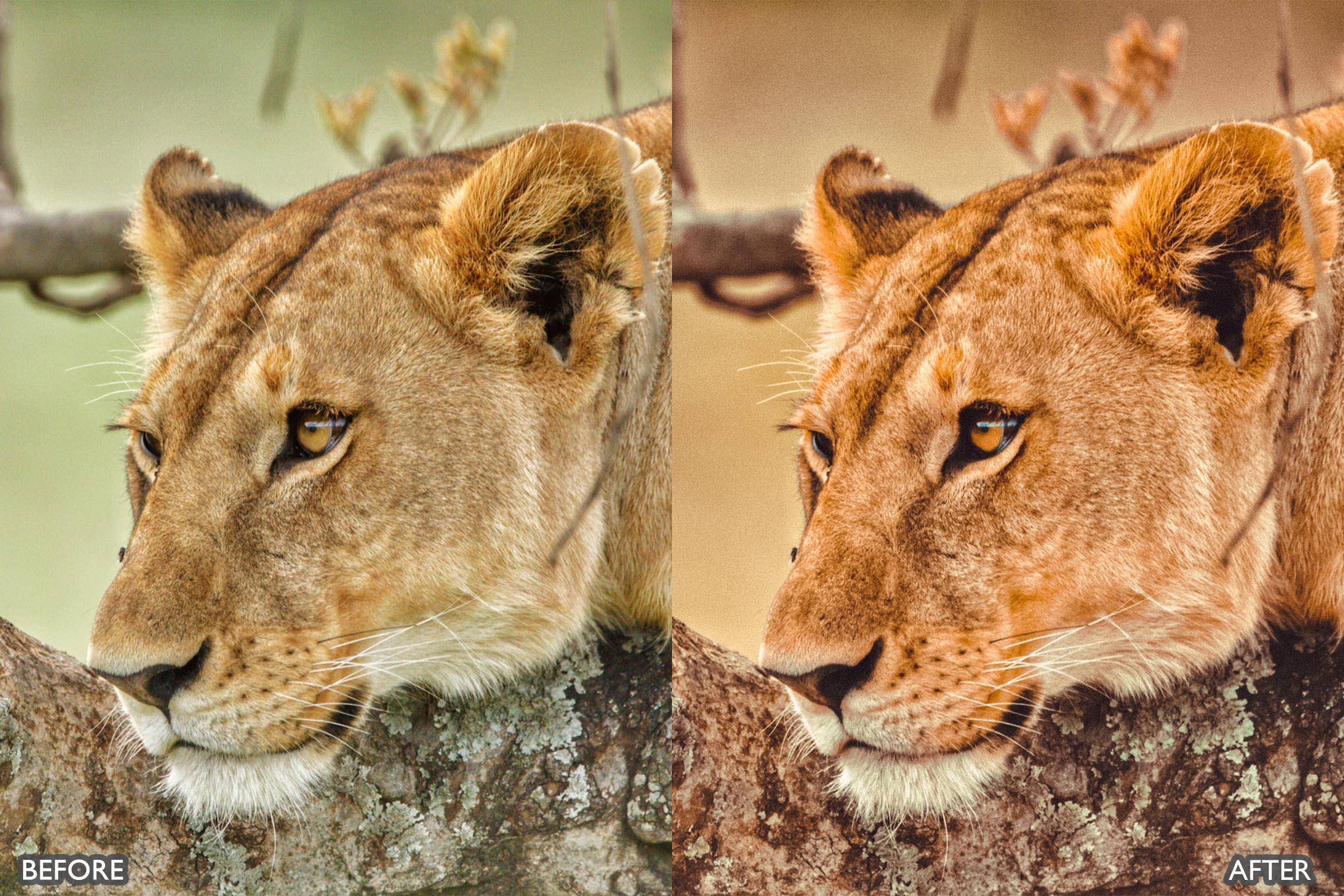 Wildlife Cinematic Lightroom Presets Pack - Lightroom Presets - by AAA Presets