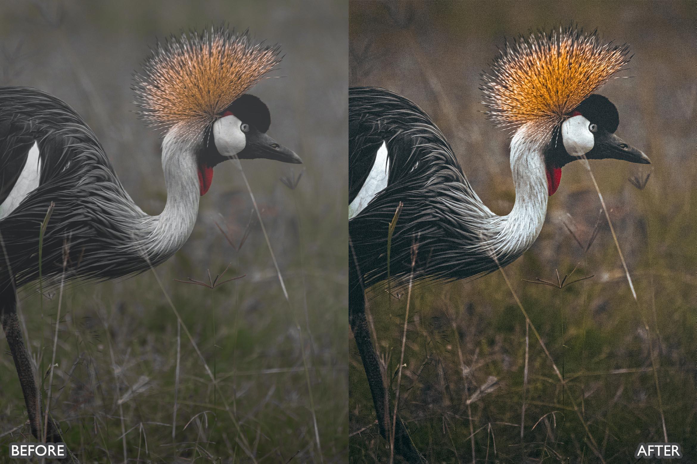 Wildlife Cinematic Lightroom Presets Pack - Lightroom Presets - by AAA Presets