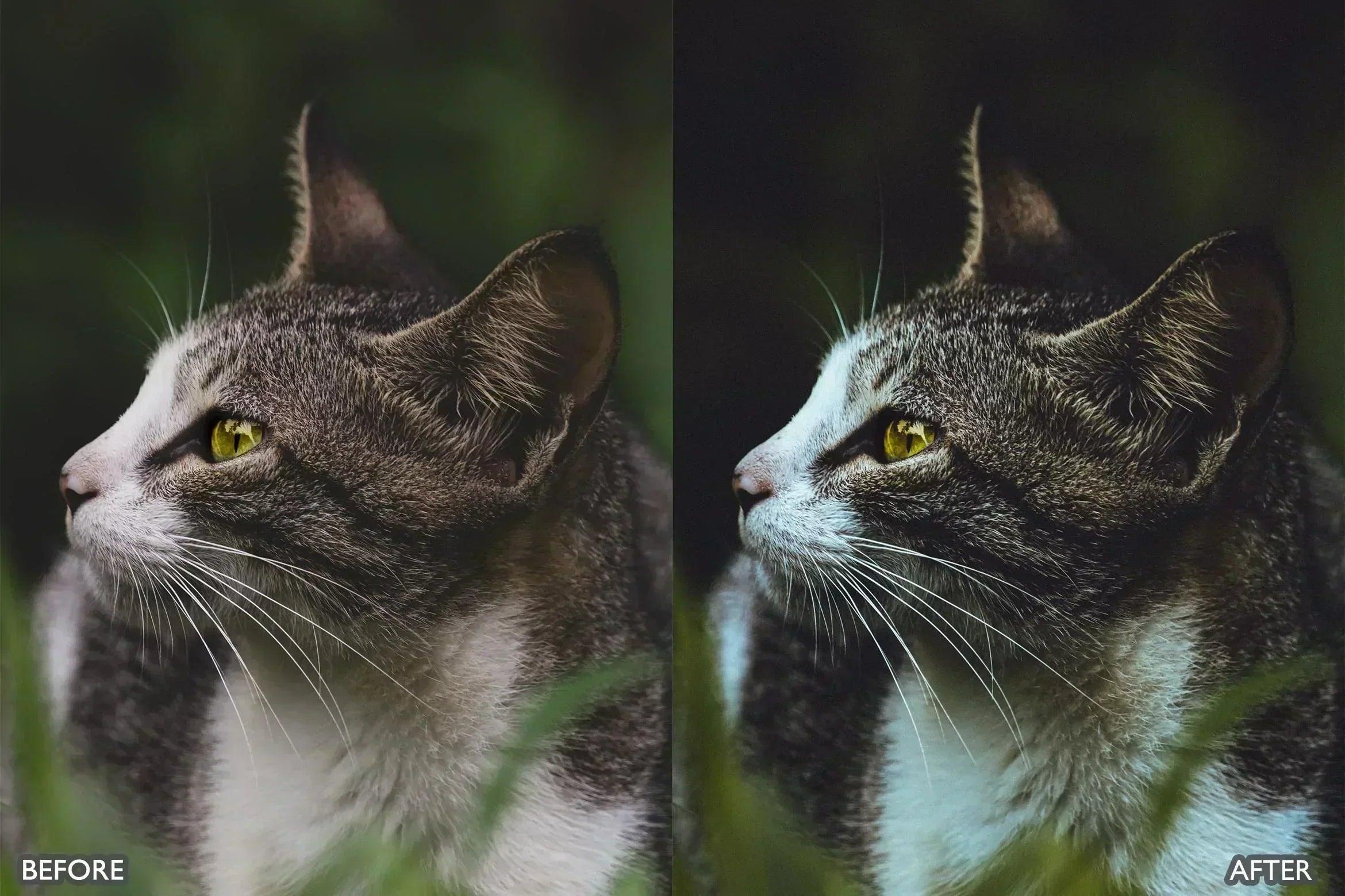 Wildlife Cinematic Lightroom Presets Pack - Lightroom Presets - by AAA Presets