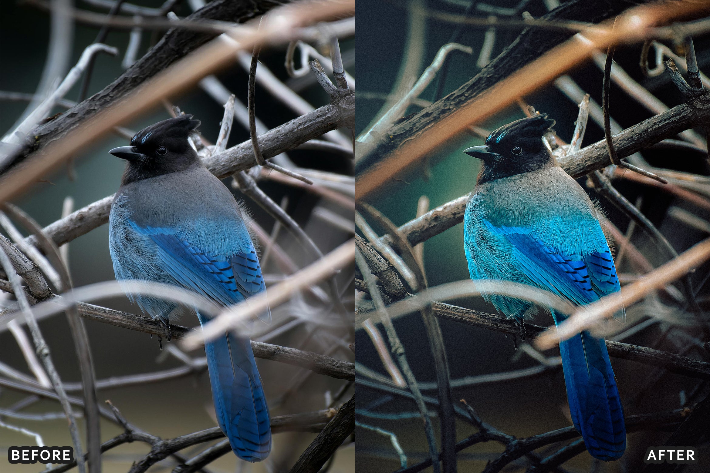 AI-Optimized Winter Snow Cinematic Bird Wildlife Lightroom Presets Pack - Lightroom Presets - by AAA Presets