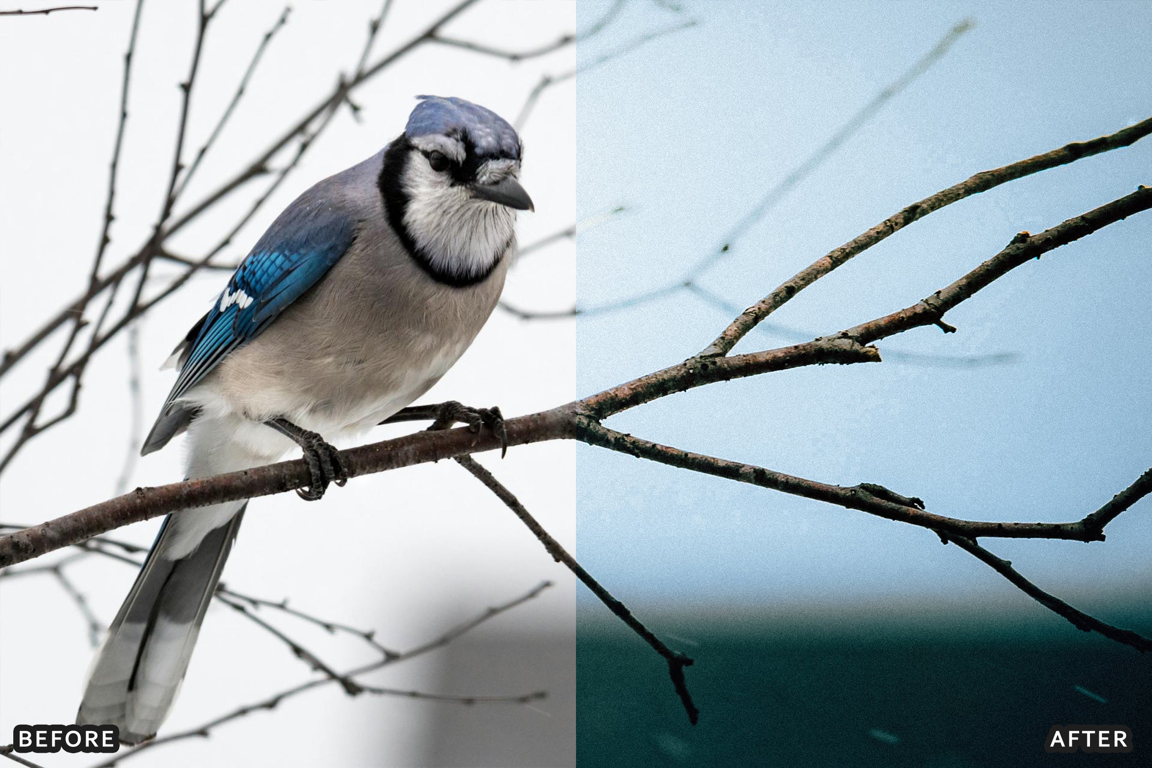 AI-Optimized Winter Snow Cinematic Bird Wildlife Lightroom Presets Pack - Lightroom Presets - by AAA Presets