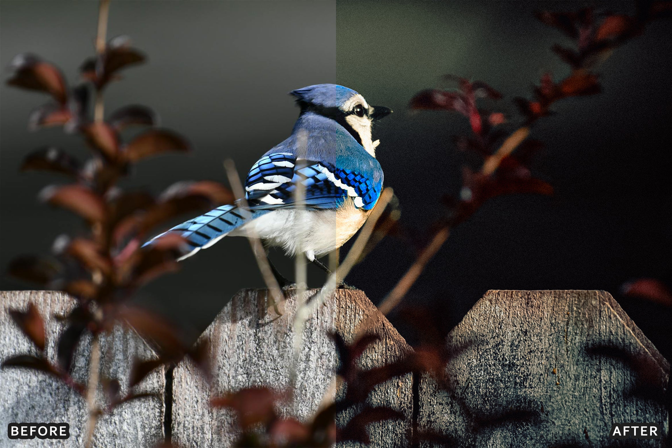 AI-Optimized Winter Snow Cinematic Bird Wildlife Lightroom Presets Pack - Lightroom Presets - by AAA Presets