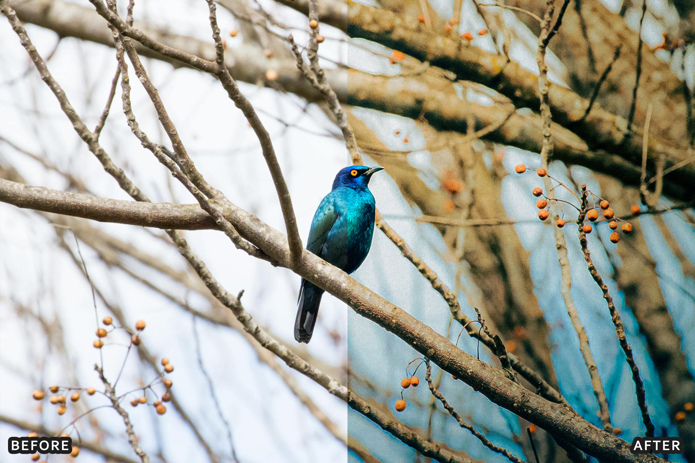 AI-Optimized Winter Snow Cinematic Bird Wildlife Lightroom Presets Pack - Lightroom Presets - by AAA Presets