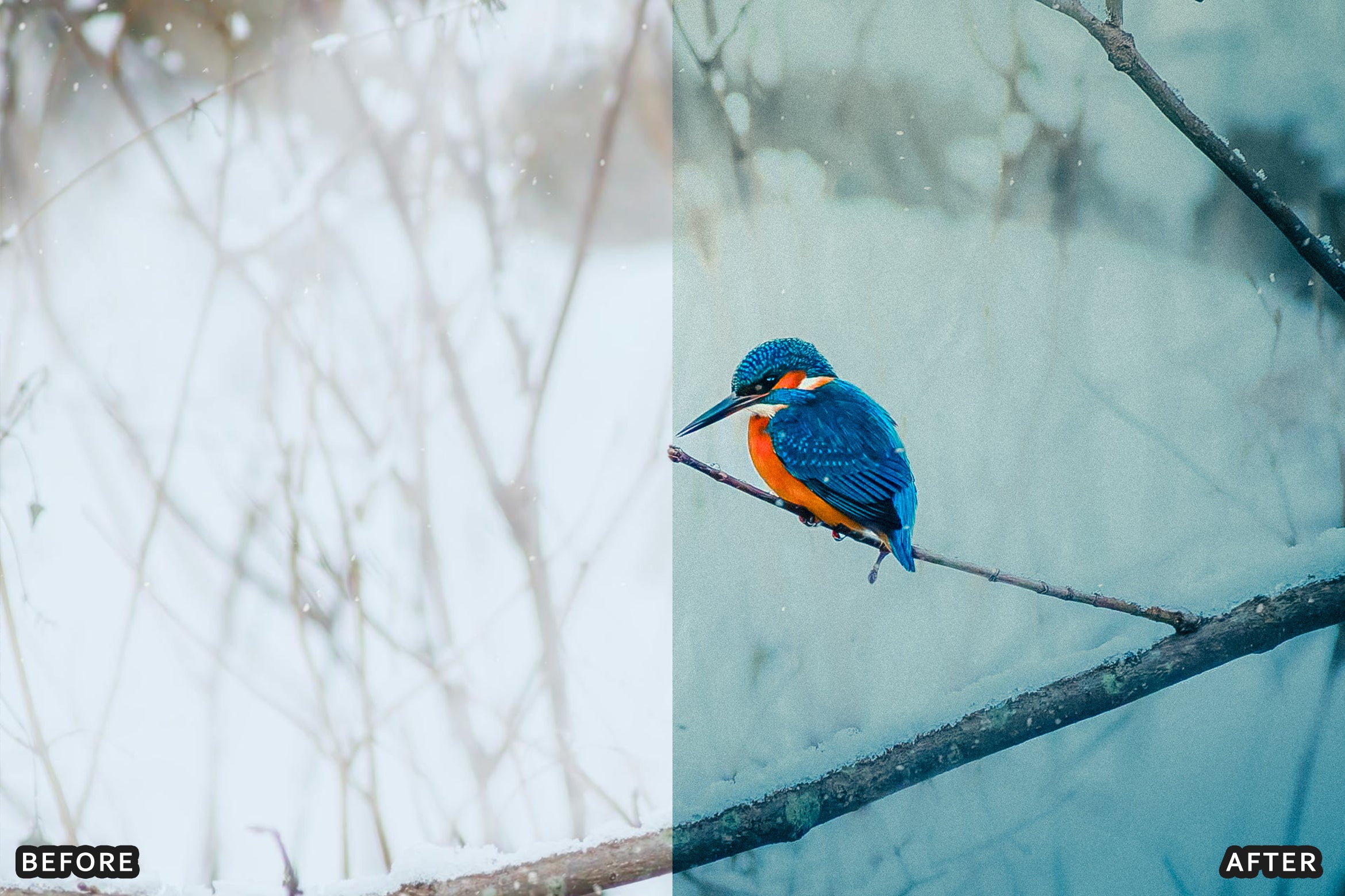 AI-Optimized Winter Snow Cinematic Bird Wildlife Lightroom Presets Pack - Lightroom Presets - by AAA Presets