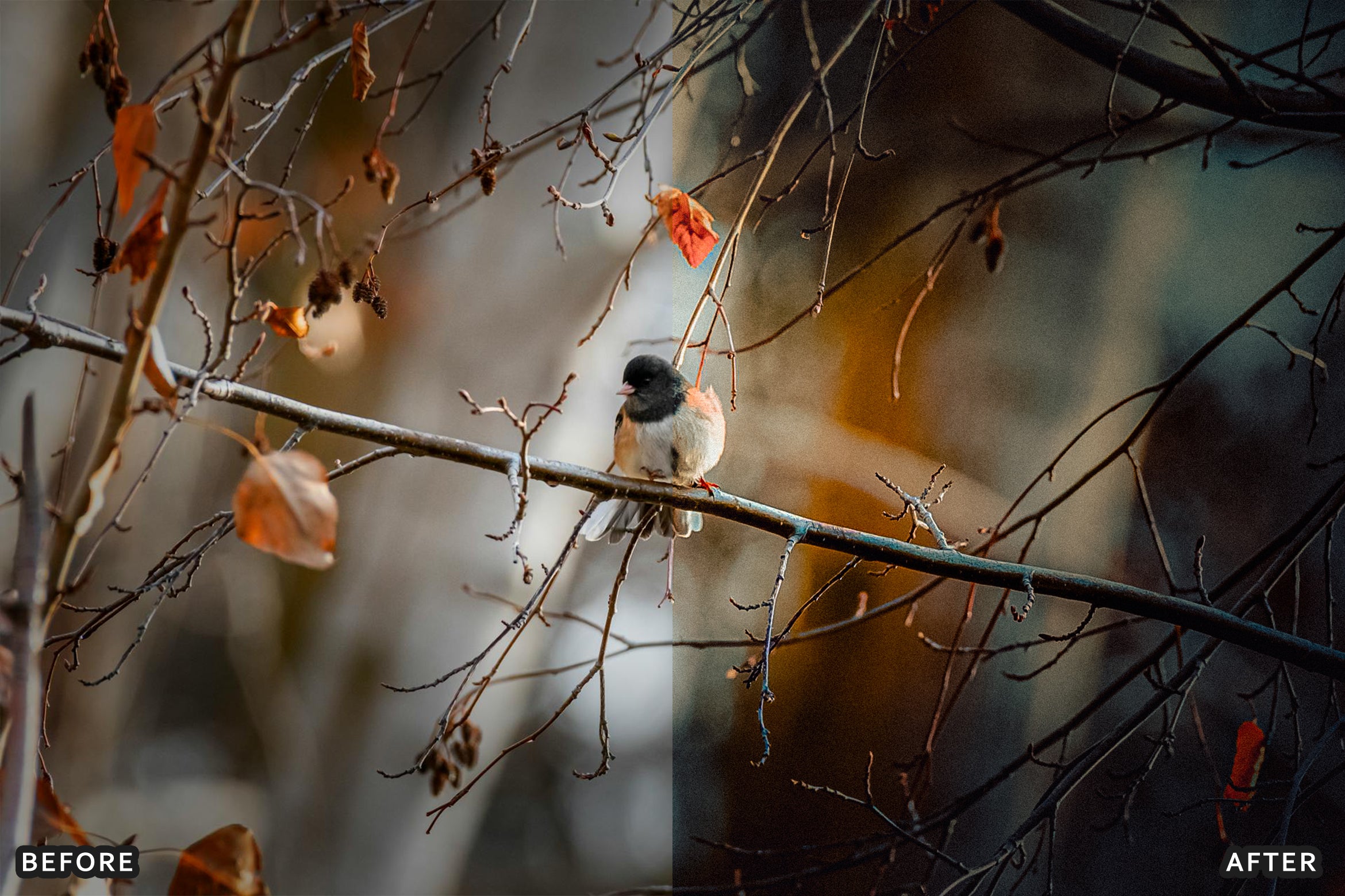 AI-Optimized Winter Snow Cinematic Bird Wildlife Lightroom Presets Pack - Lightroom Presets - by AAA Presets