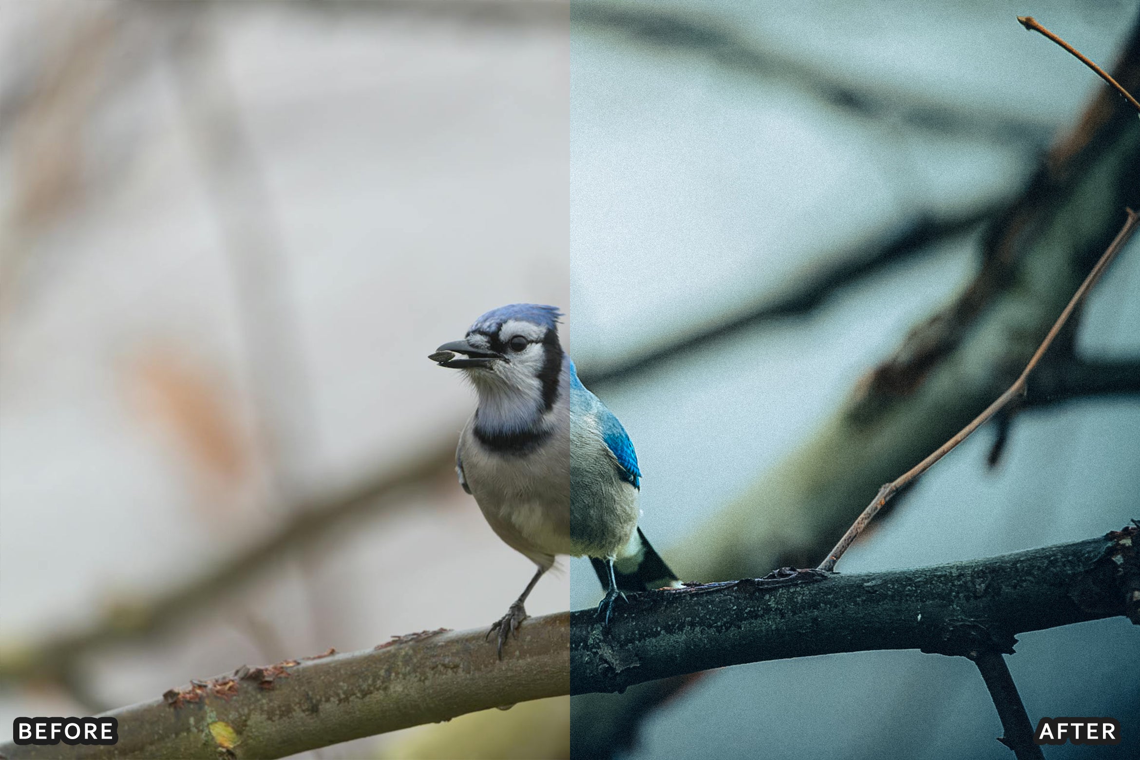 AI-Optimized Winter Snow Cinematic Bird Wildlife Lightroom Presets Pack - Lightroom Presets - by AAA Presets