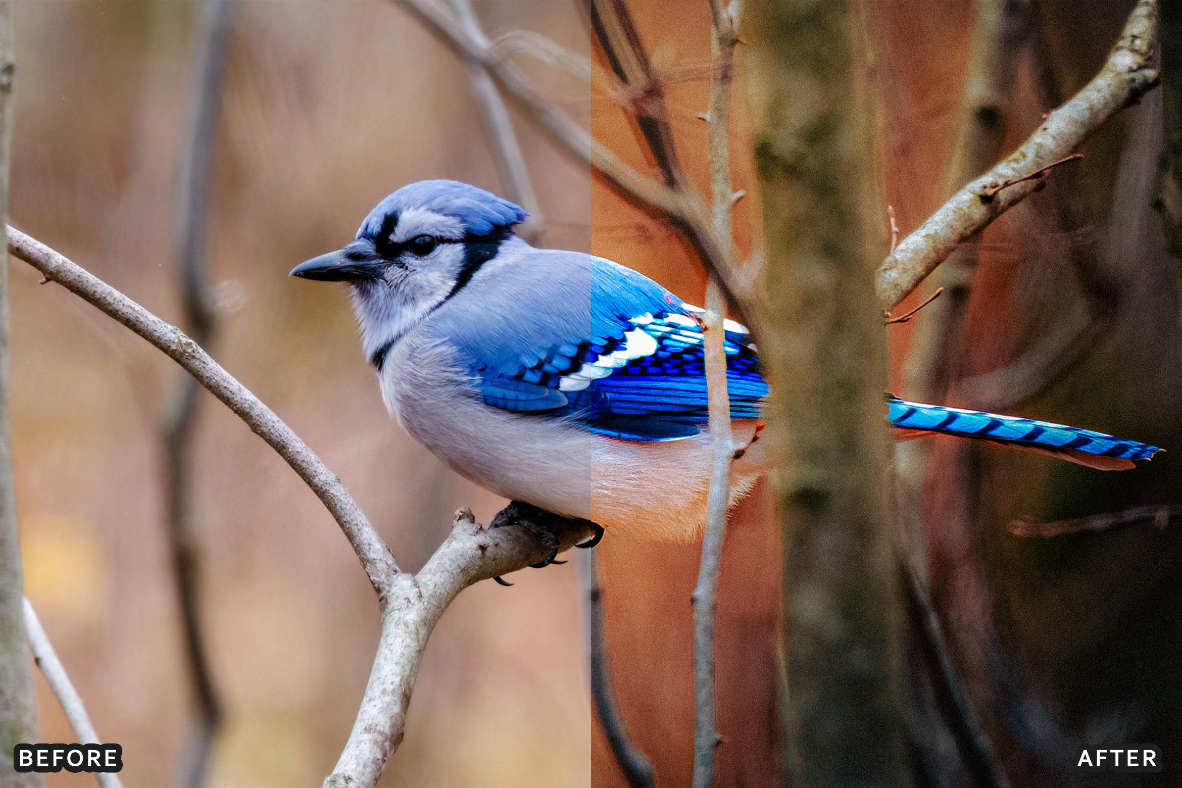 AI-Optimized Winter Snow Cinematic Bird Wildlife Lightroom Presets Pack - Lightroom Presets - by AAA Presets