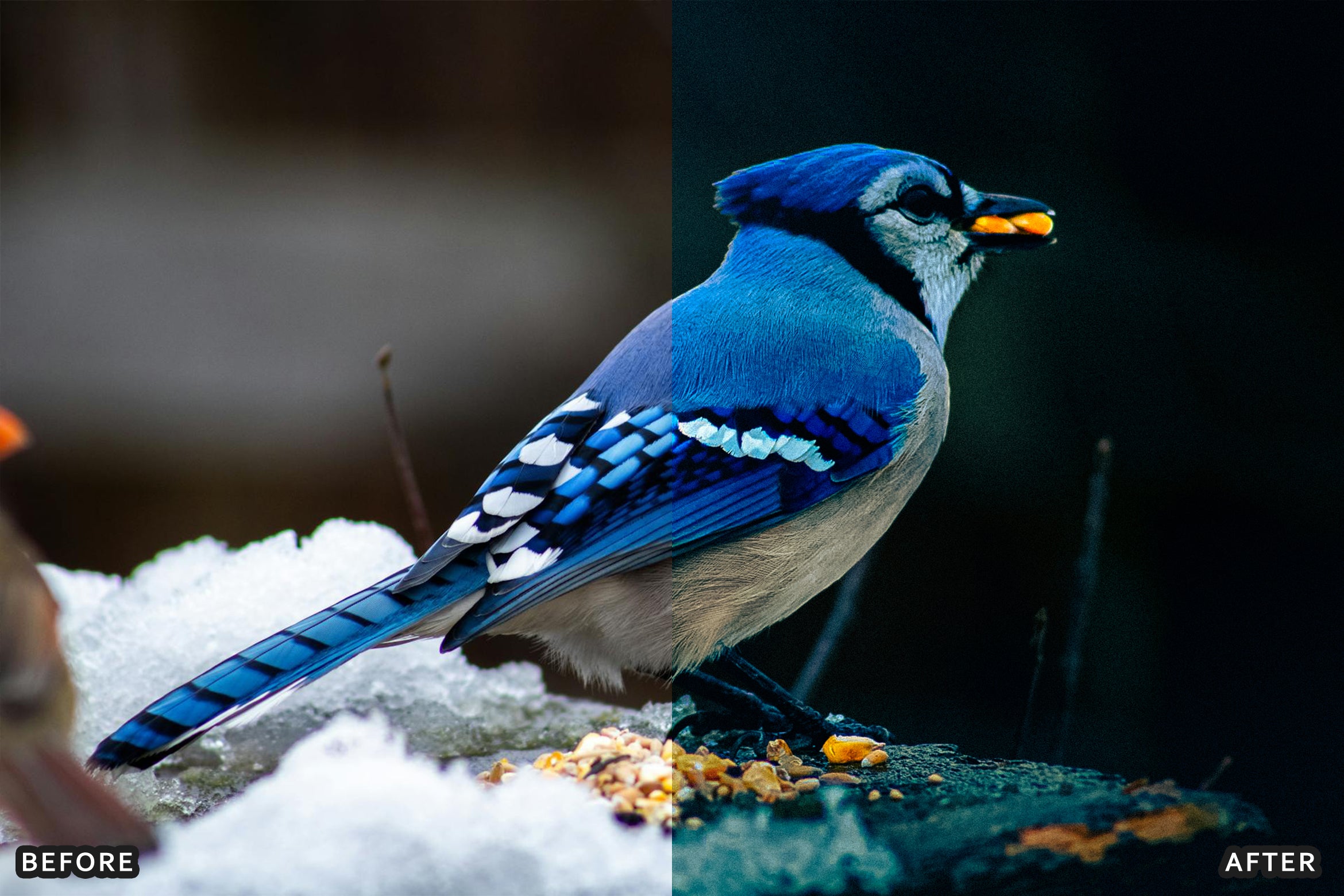 AI-Optimized Winter Snow Cinematic Bird Wildlife Lightroom Presets Pack - Lightroom Presets - by AAA Presets