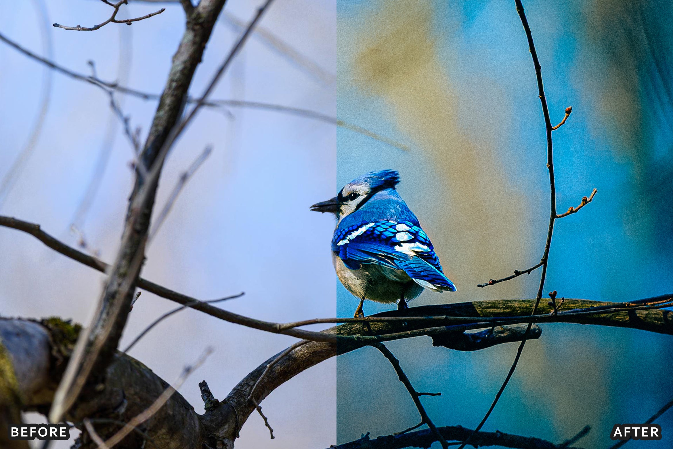 AI-Optimized Winter Snow Cinematic Bird Wildlife Lightroom Presets Pack - Lightroom Presets - by AAA Presets