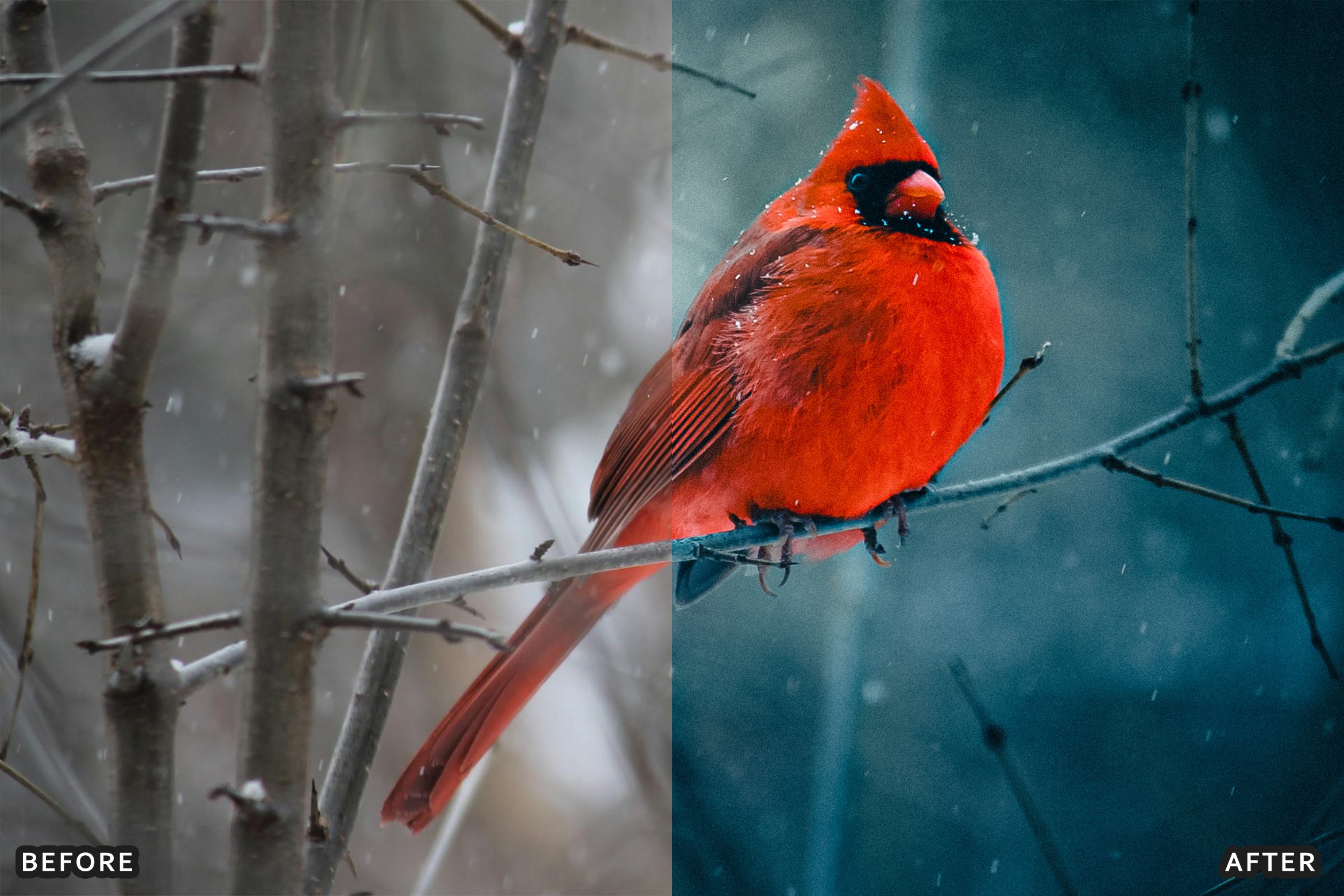AI-Optimized Winter Snow Cinematic Bird Wildlife Lightroom Presets Pack - Lightroom Presets - by AAA Presets