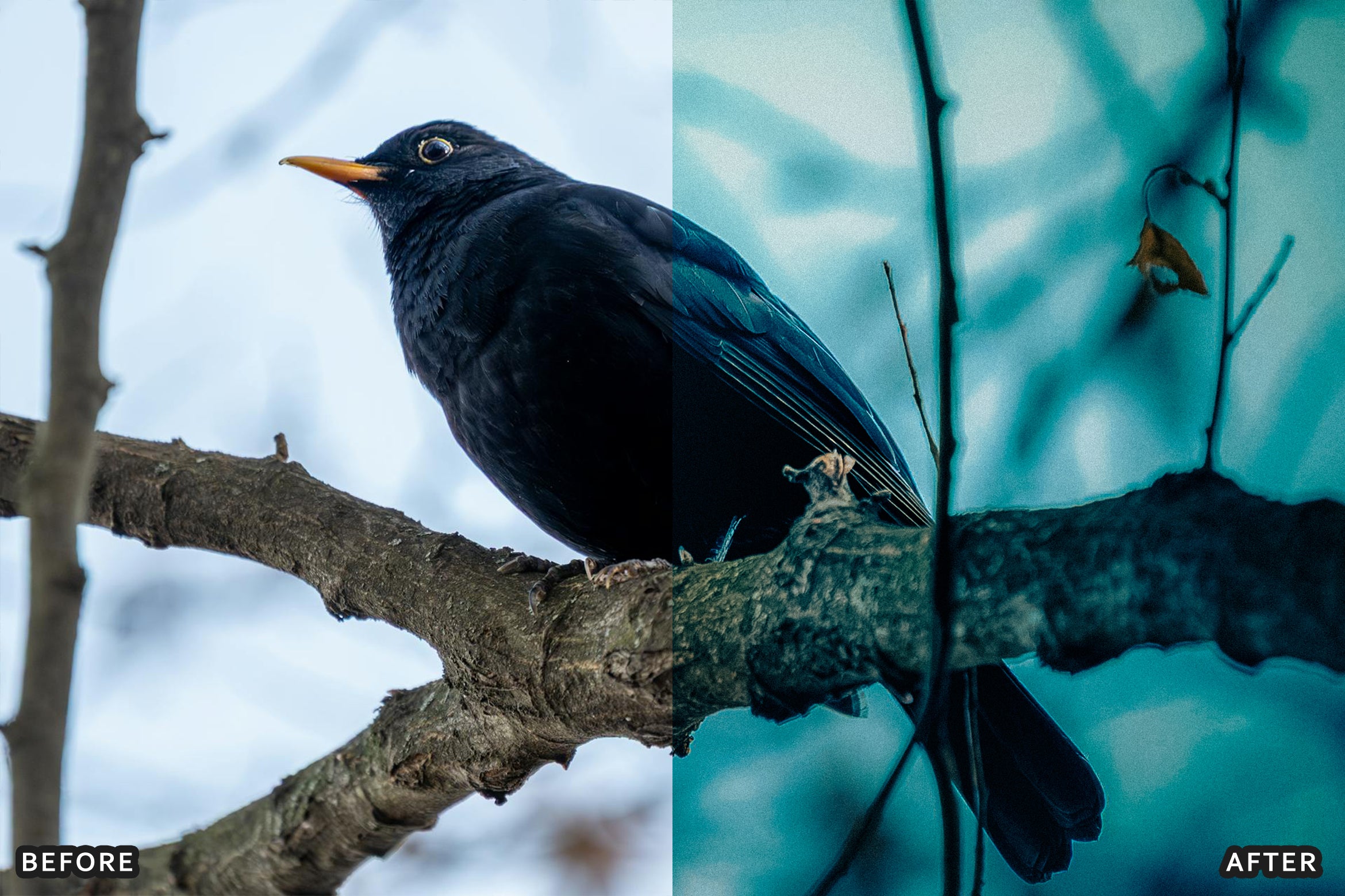 AI-Optimized Winter Snow Cinematic Bird Wildlife Lightroom Presets Pack - Lightroom Presets - by AAA Presets