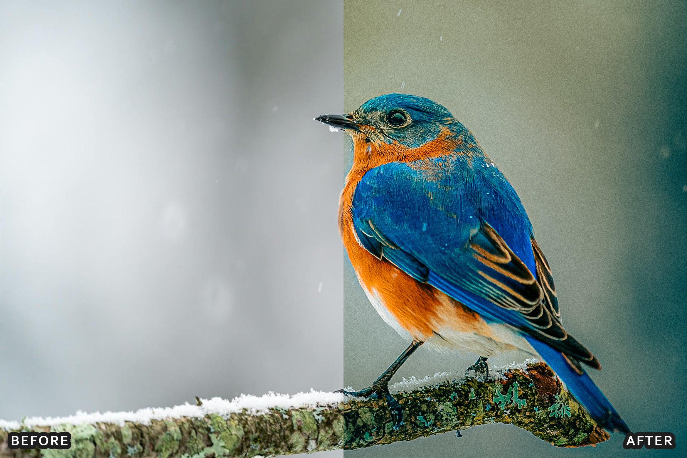 AI-Optimized Winter Snow Cinematic Bird Wildlife Lightroom Presets Pack - Lightroom Presets - by AAA Presets