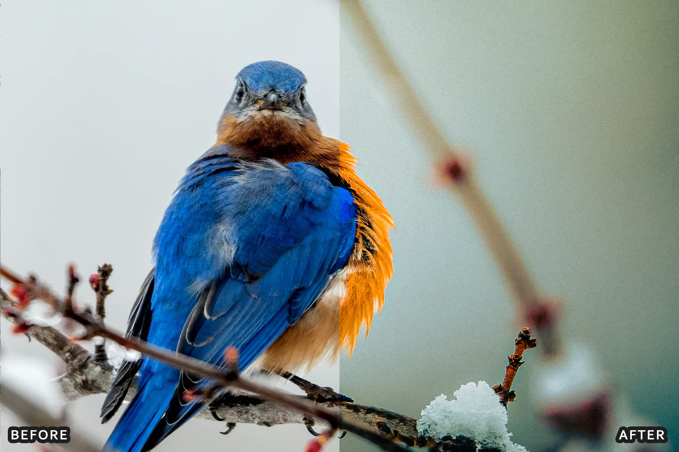 AI-Optimized Winter Snow Cinematic Bird Wildlife Lightroom Presets Pack - Lightroom Presets - by AAA Presets