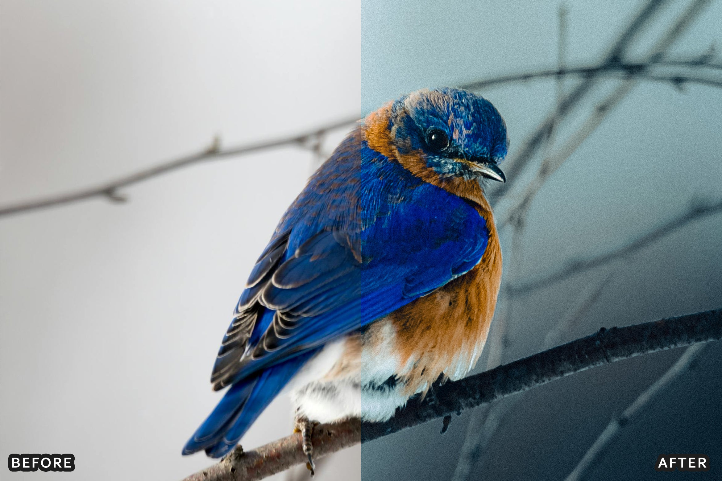 AI-Optimized Winter Snow Cinematic Bird Wildlife Lightroom Presets Pack - Lightroom Presets - by AAA Presets