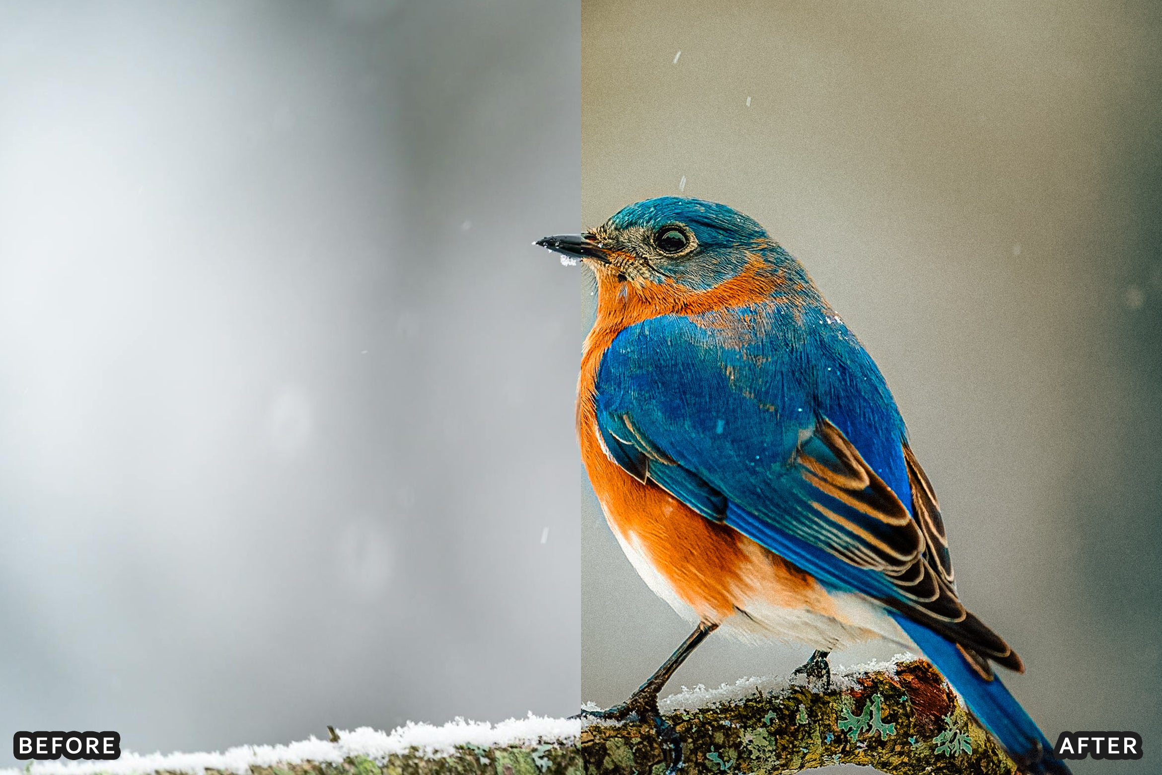 AI-Optimized Winter Snow Cinematic Bird Wildlife Lightroom Presets Pack - Lightroom Presets - by AAA Presets