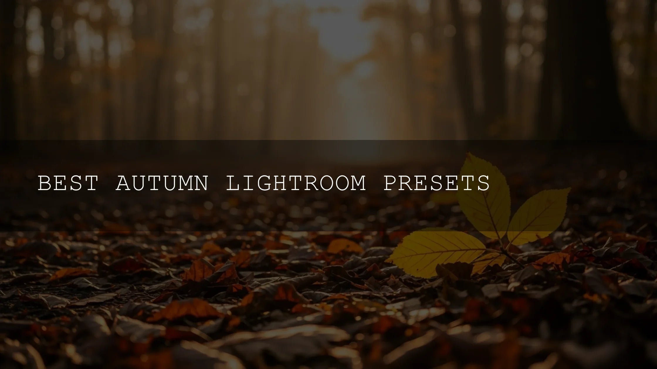 Unlock the Magic of Fall: The Best Autumn Lightroom Presets for Stunning Photos - AAA Presets