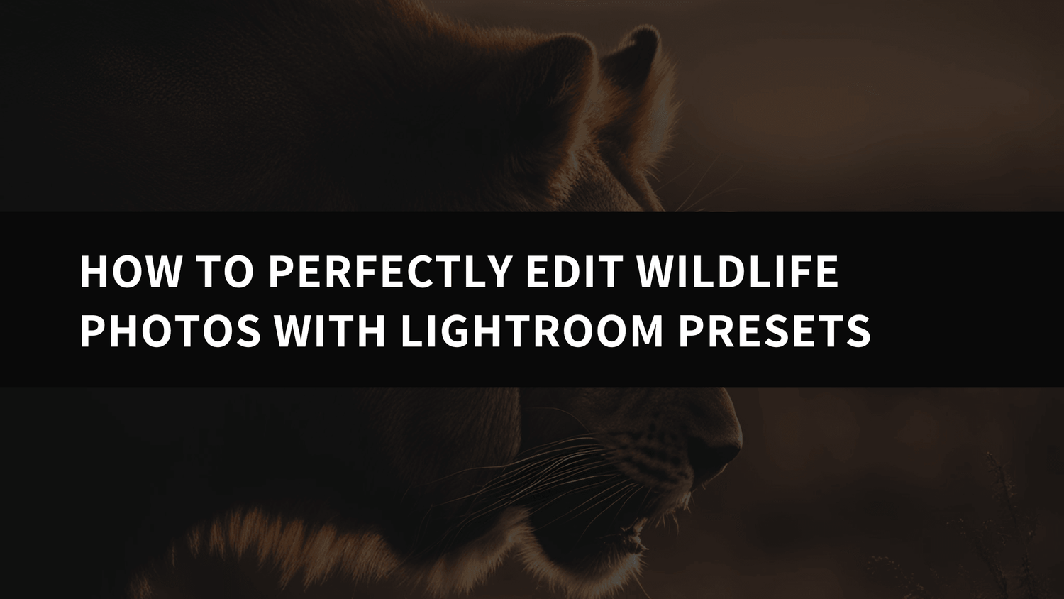 How to Perfectly Edit Wildlife Photos with Lightroom Presets: A Step-by-Step Guide