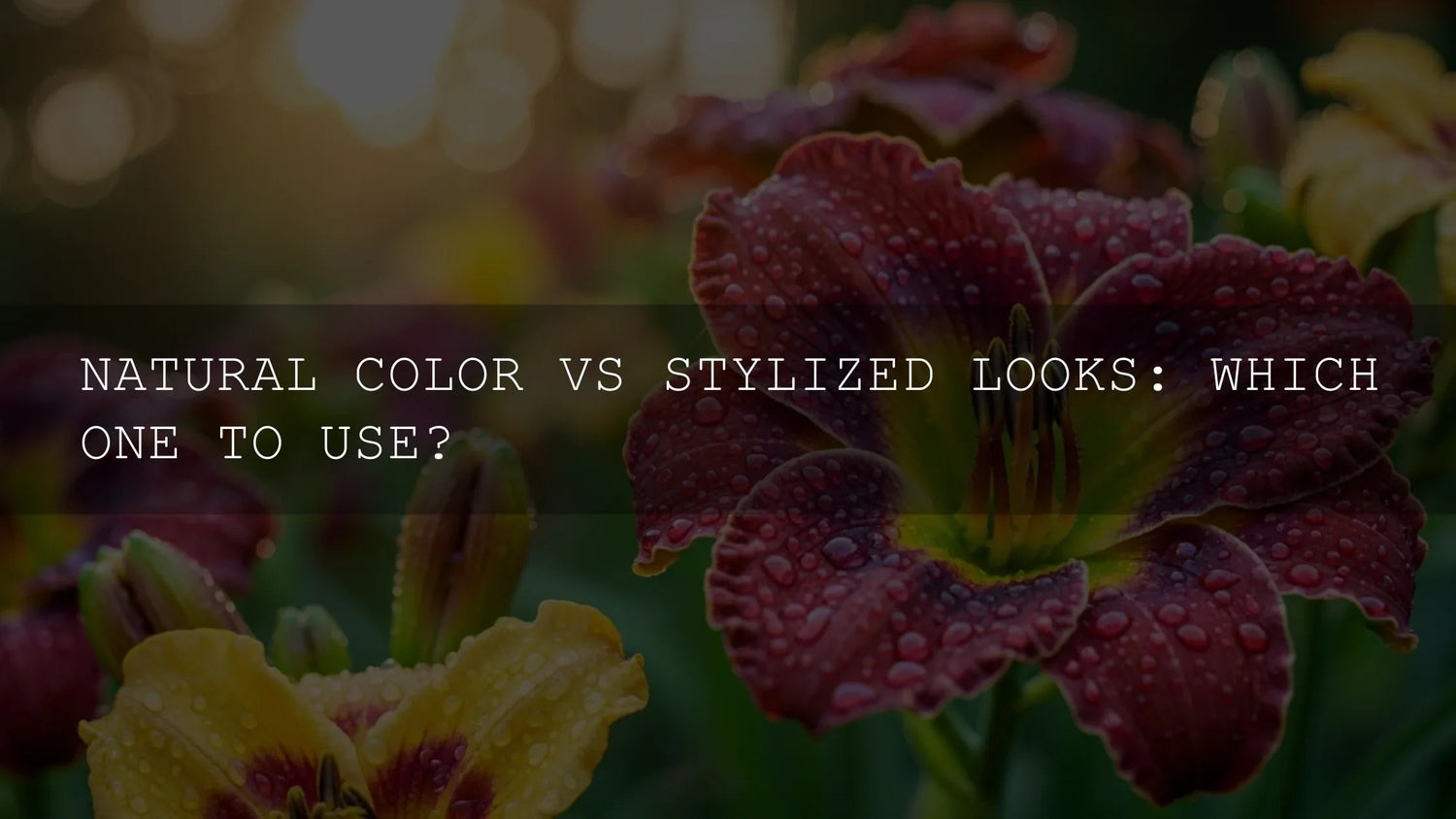 Natural Color vs. Stylized Looks: Mastering the Visual Language - AAA Presets