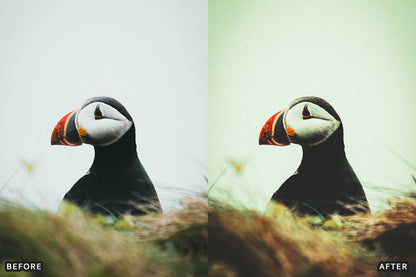 Bird Photography Wildlife Cinematic Lightroom Presets