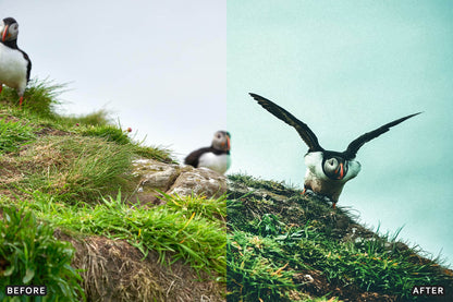 Bird Photography Wildlife Cinematic Lightroom Presets