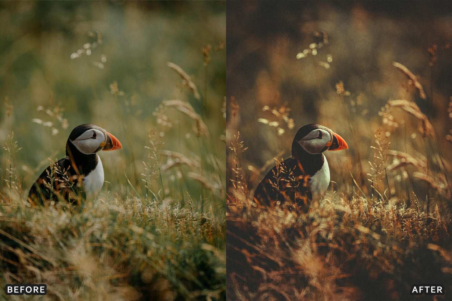 Bird Photography Wildlife Cinematic Lightroom Presets