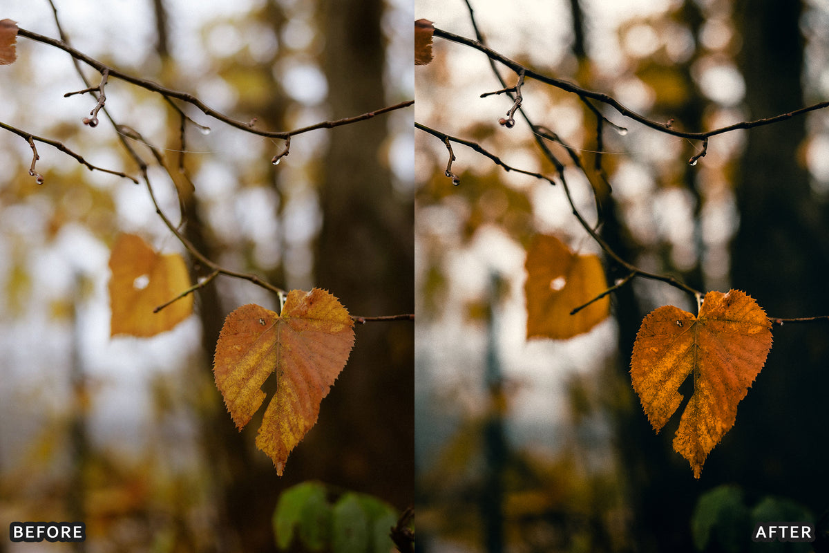 Fall Cinematic Rain Film Lightroom Presets before and after photo example 09