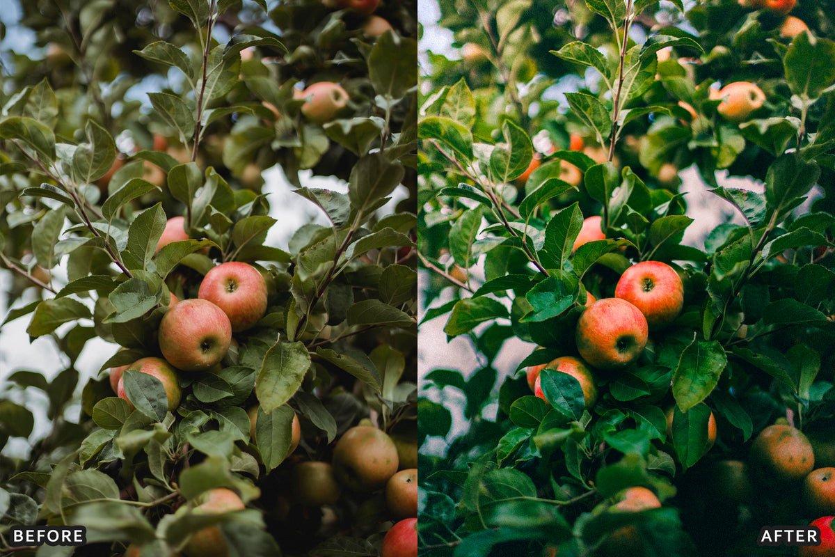 AI-Optimized Golden Apple Orchard Lightroom Presets