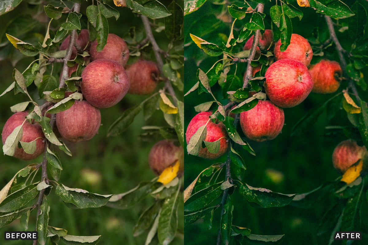 AI-Optimized Golden Apple Orchard Lightroom Presets