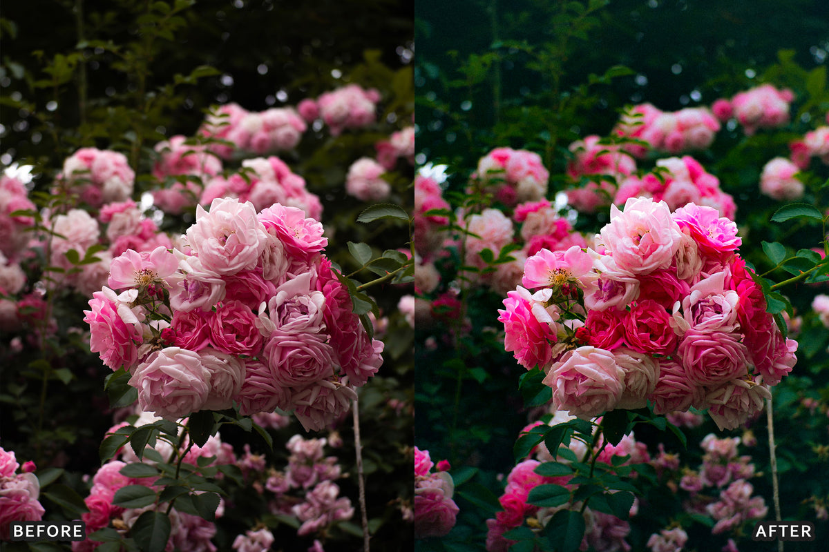 AI-Optimized Rose Velvet Bloom Lightroom Presets