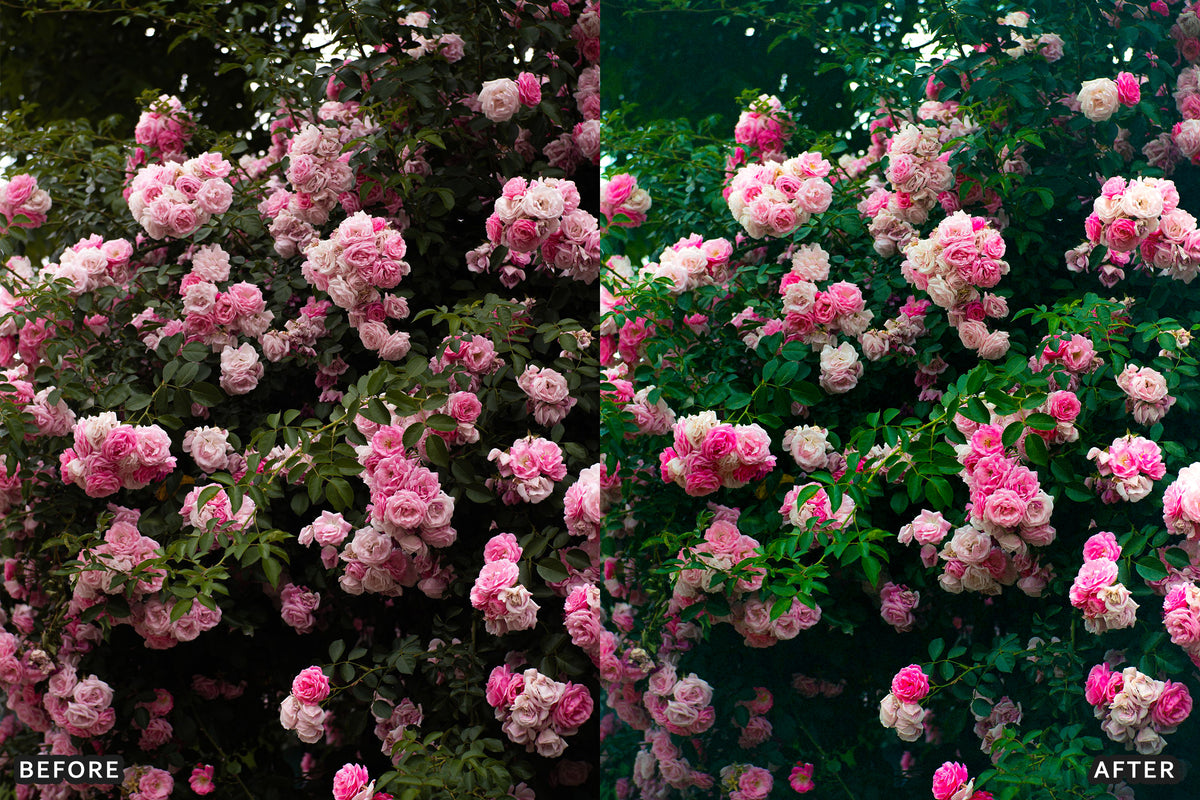 AI-Optimized Rose Velvet Bloom Lightroom Presets