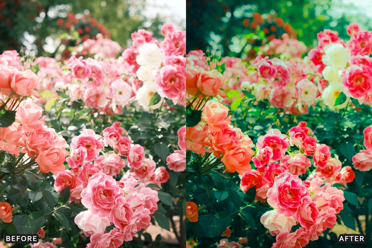 AI-Optimized Rose Velvet Bloom Lightroom Presets