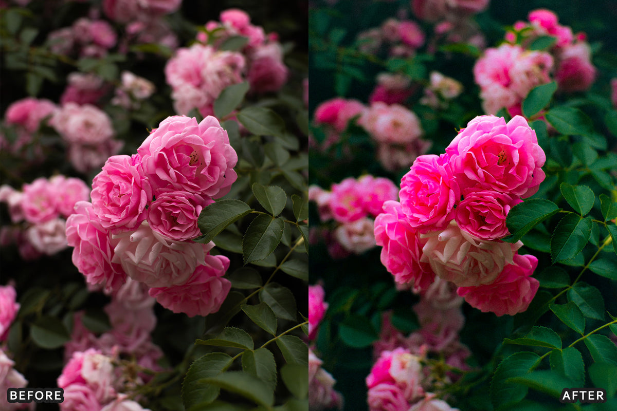AI-Optimized Rose Velvet Bloom Lightroom Presets