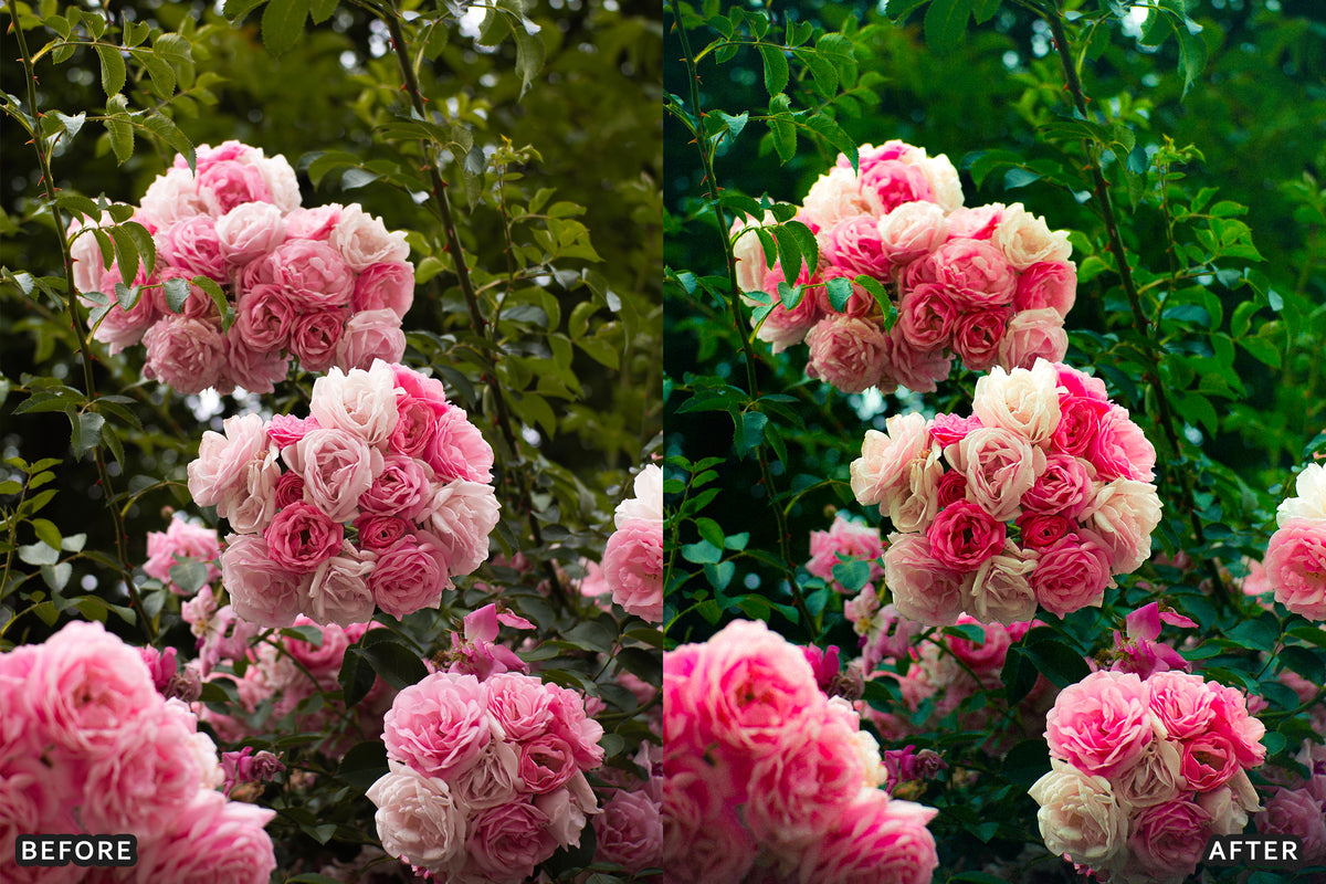 AI-Optimized Rose Velvet Bloom Lightroom Presets