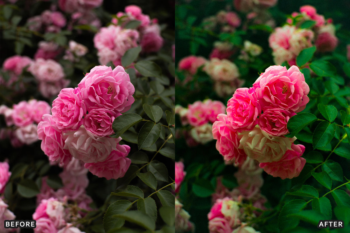AI-Optimized Rose Velvet Bloom Lightroom Presets