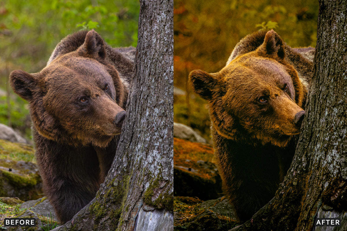 AI-Optimized Misty Autumn Forest Lightroom Presets