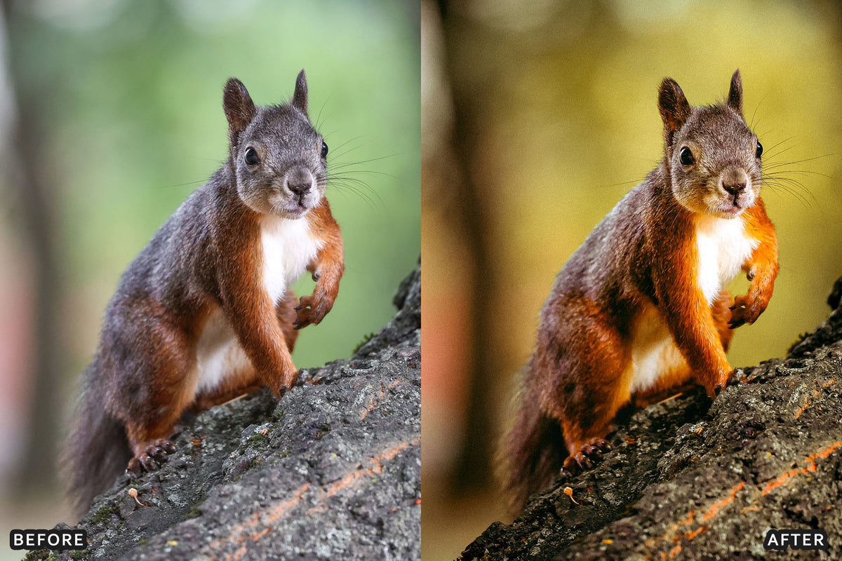 AI-Optimized Misty Autumn Forest Lightroom Presets