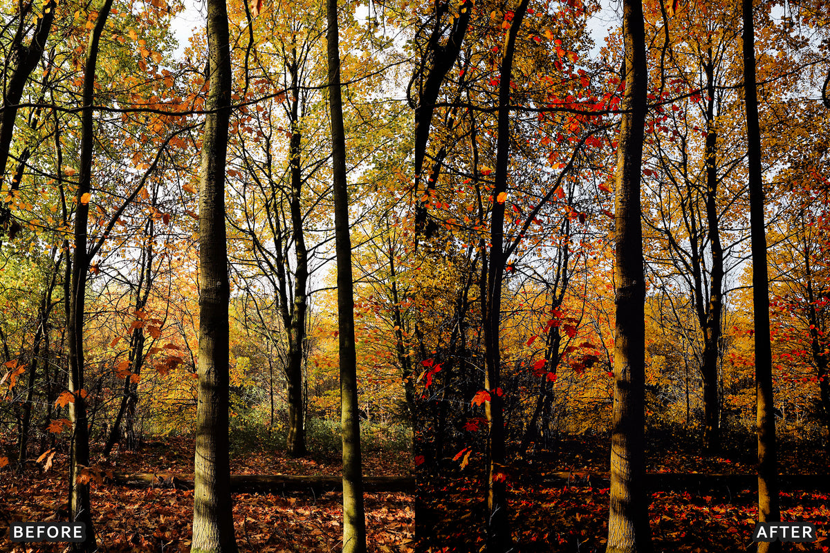 AI-Optimized Misty Autumn Forest Lightroom Presets