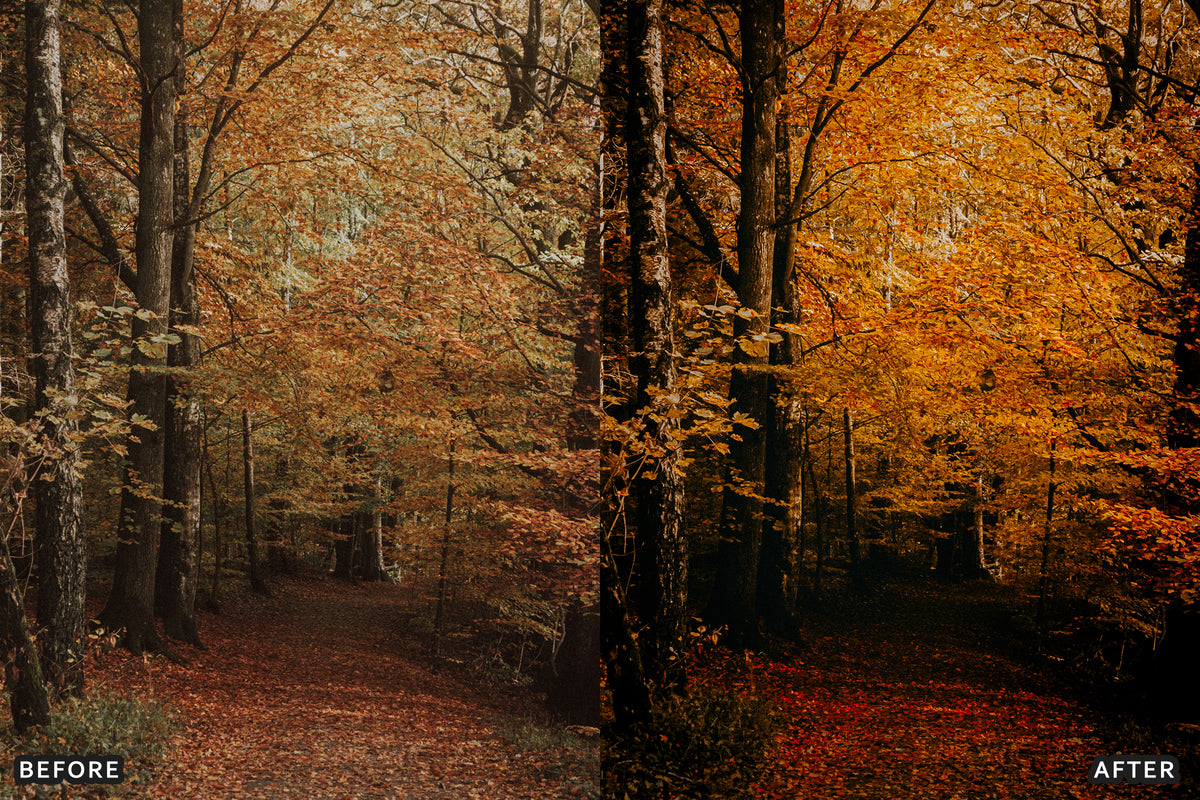 AI-Optimized Misty Autumn Forest Lightroom Presets