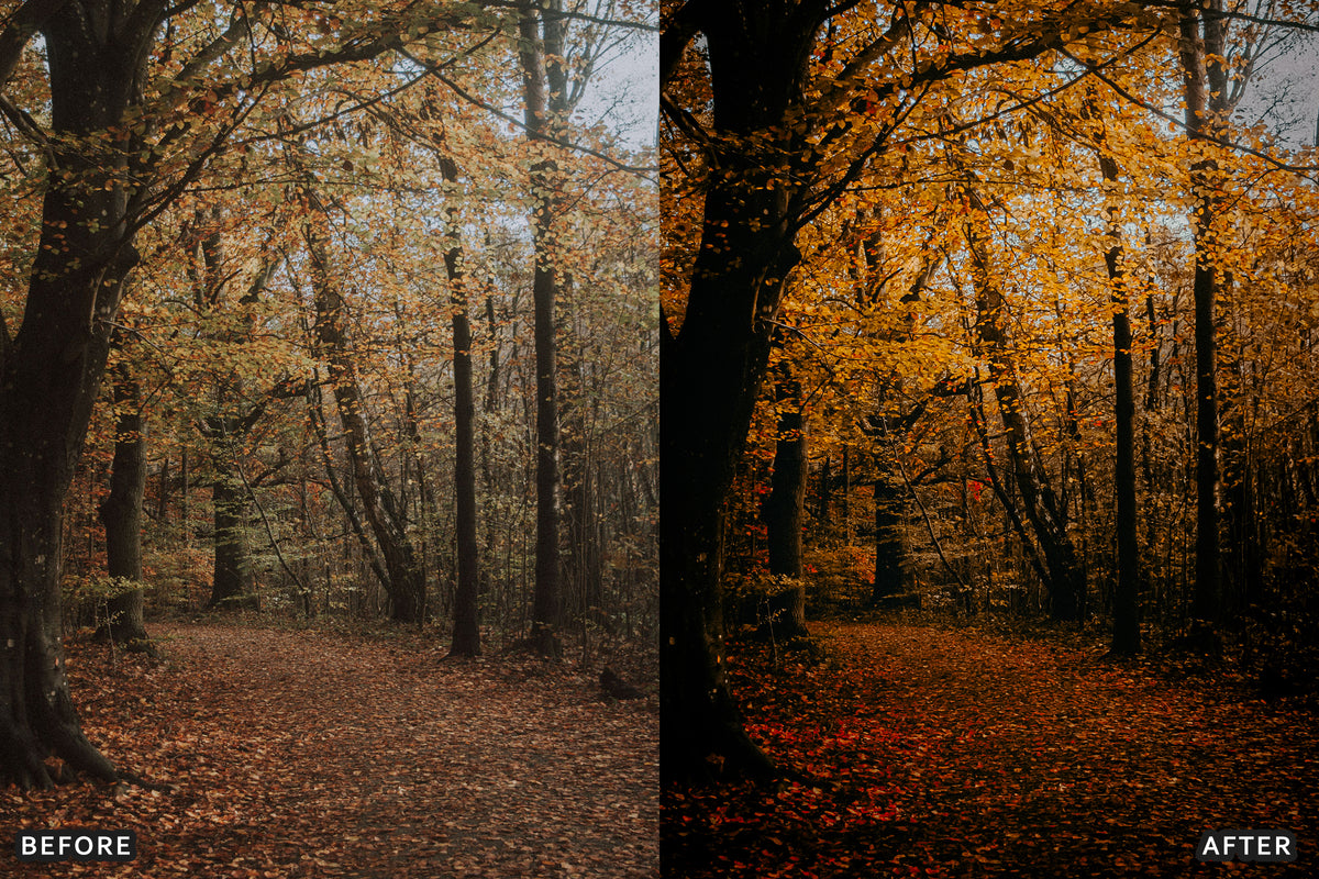 AI-Optimized Misty Autumn Forest Lightroom Presets