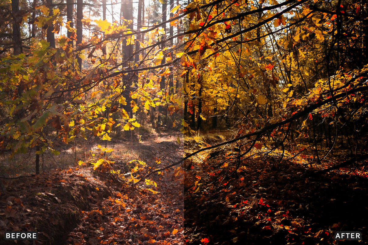 AI-Optimized Misty Autumn Forest Lightroom Presets