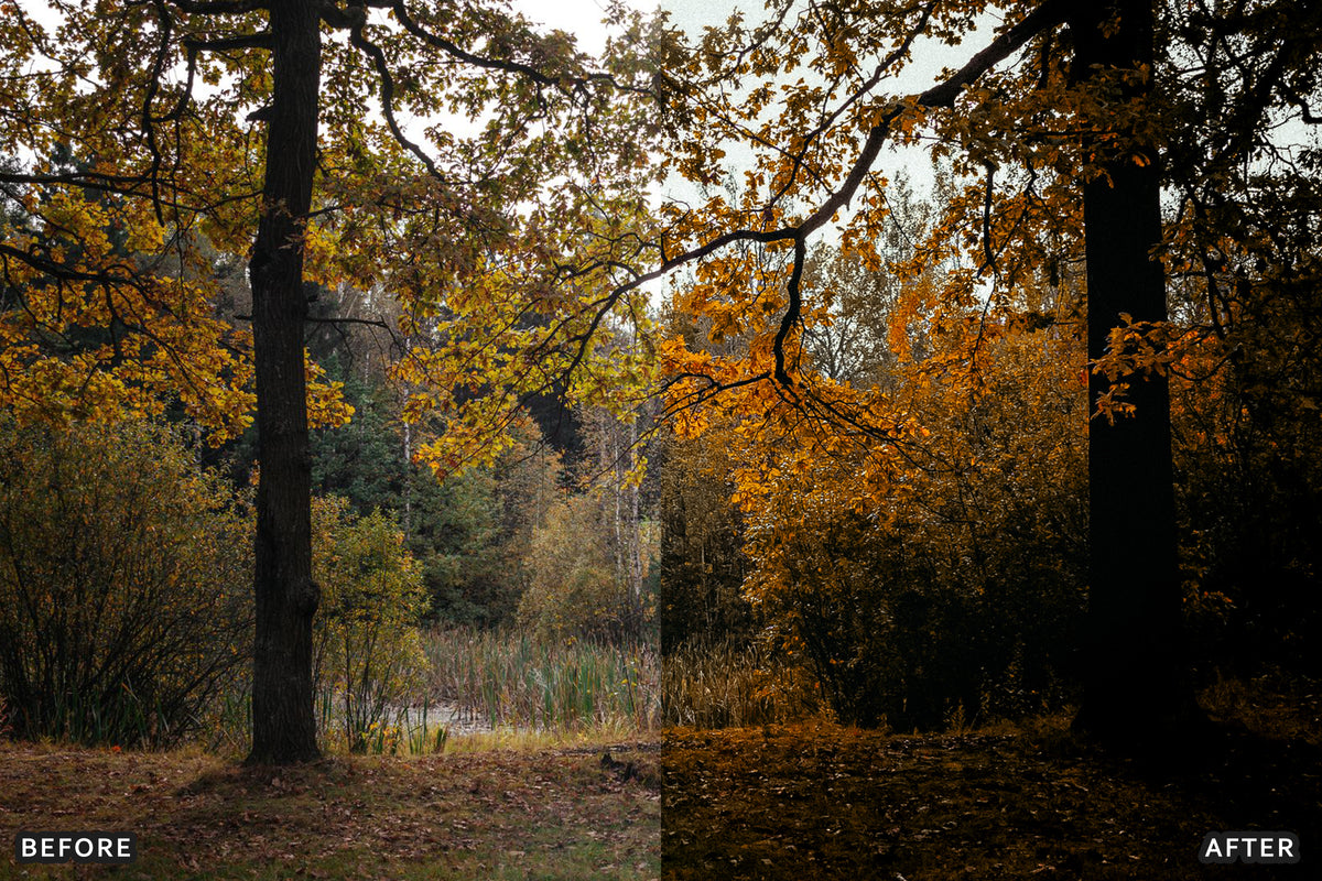 AI-Optimized Misty Autumn Forest Lightroom Presets