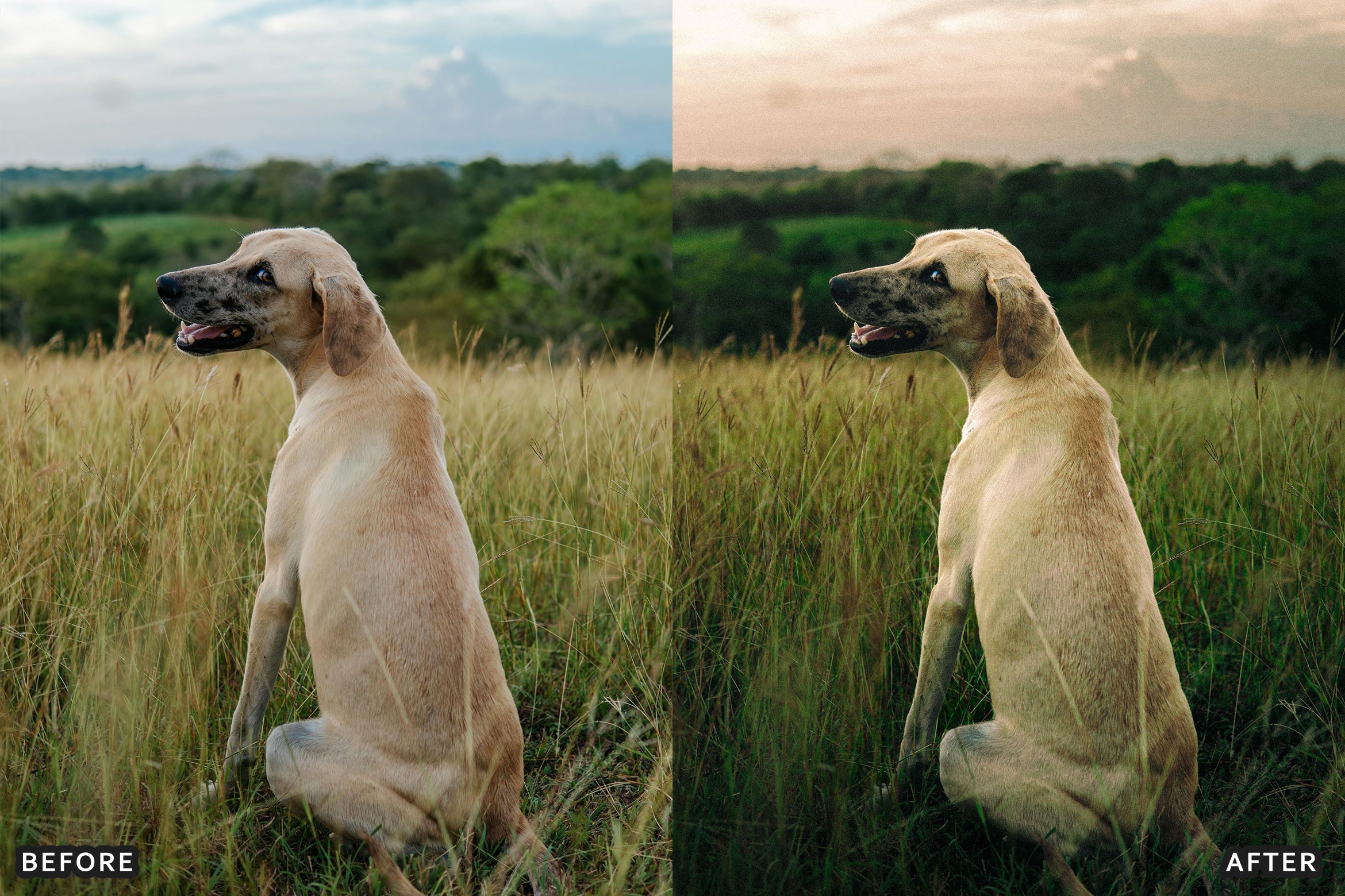 AI-Optimized Soft Nature Air Lightroom Presets