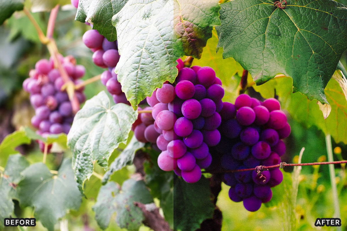 AI-Optimized Vineyard Harvest Lightroom Presets