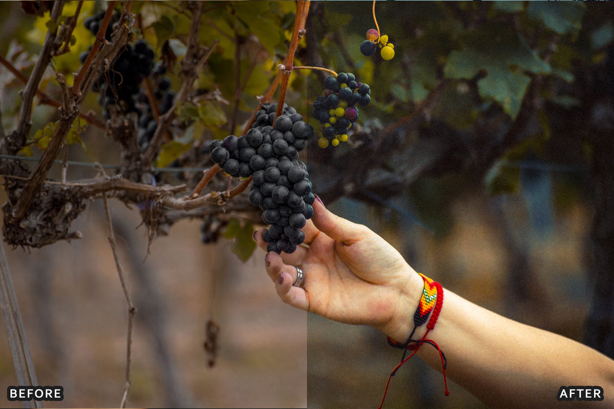 AI-Optimized Vineyard Harvest Lightroom Presets