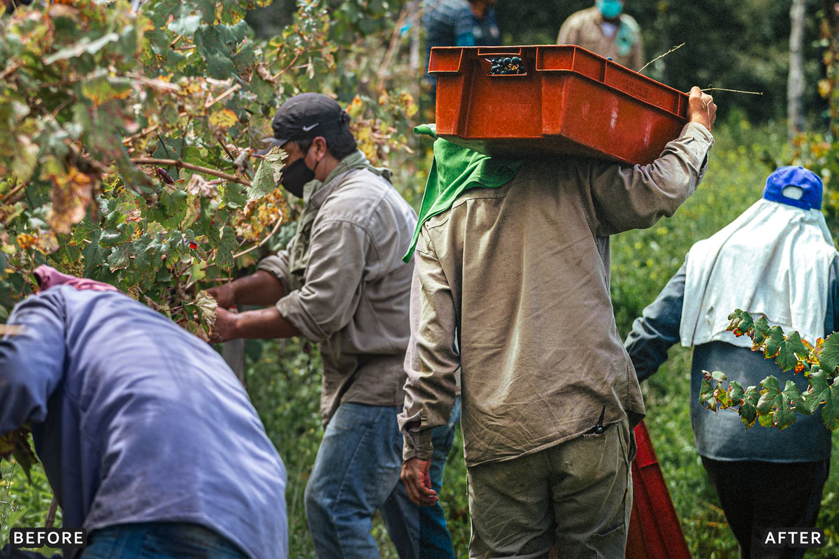 AI-Optimized Vineyard Harvest Lightroom Presets