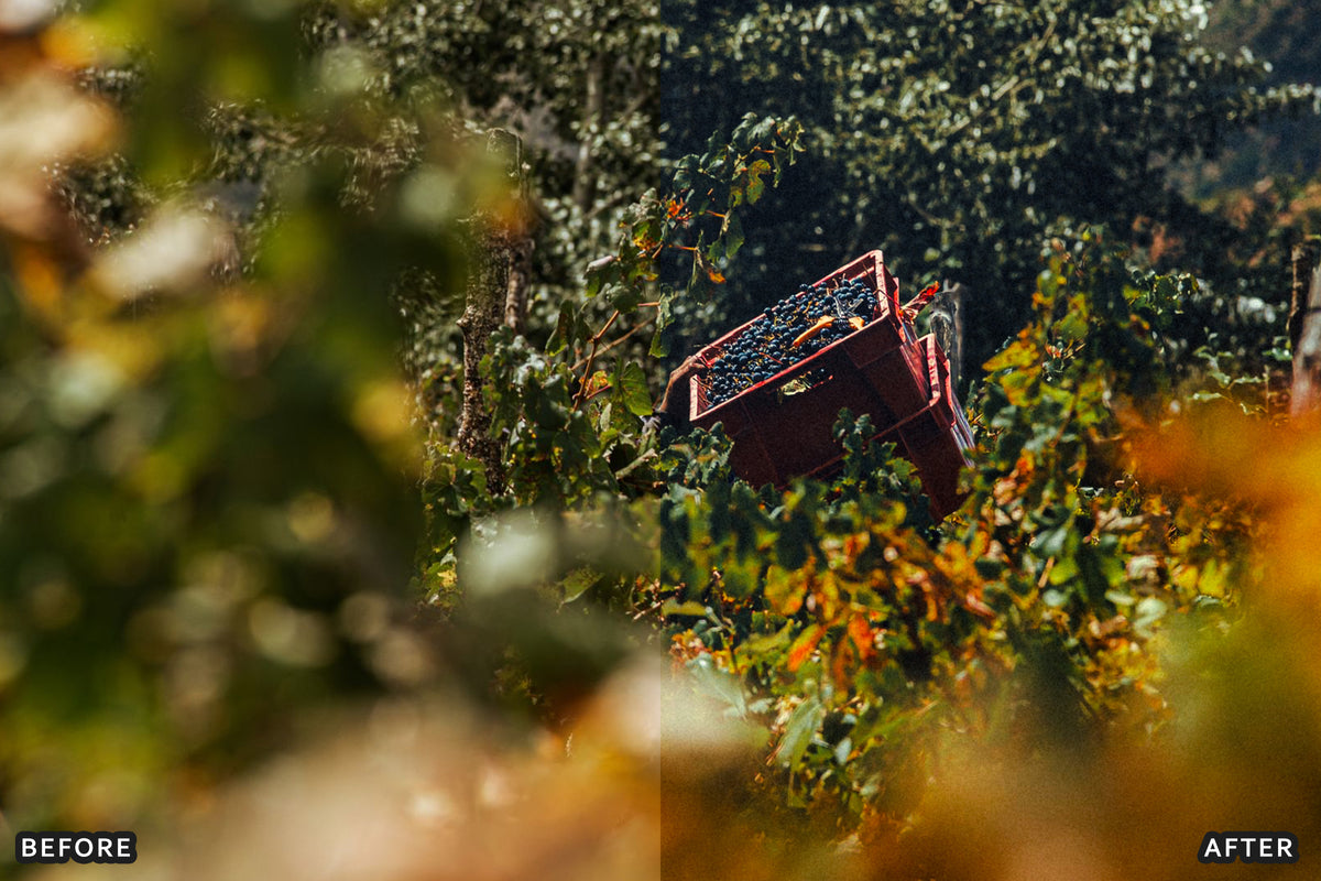 AI-Optimized Vineyard Harvest Lightroom Presets