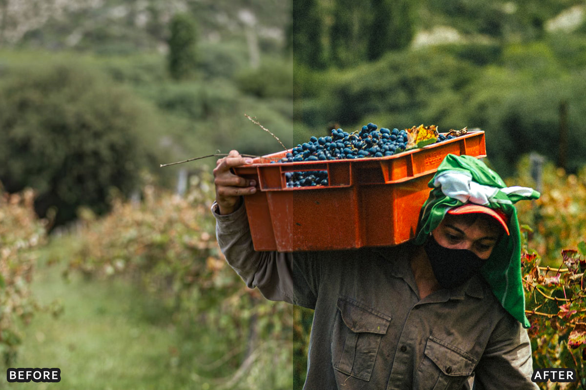 AI-Optimized Vineyard Harvest Lightroom Presets
