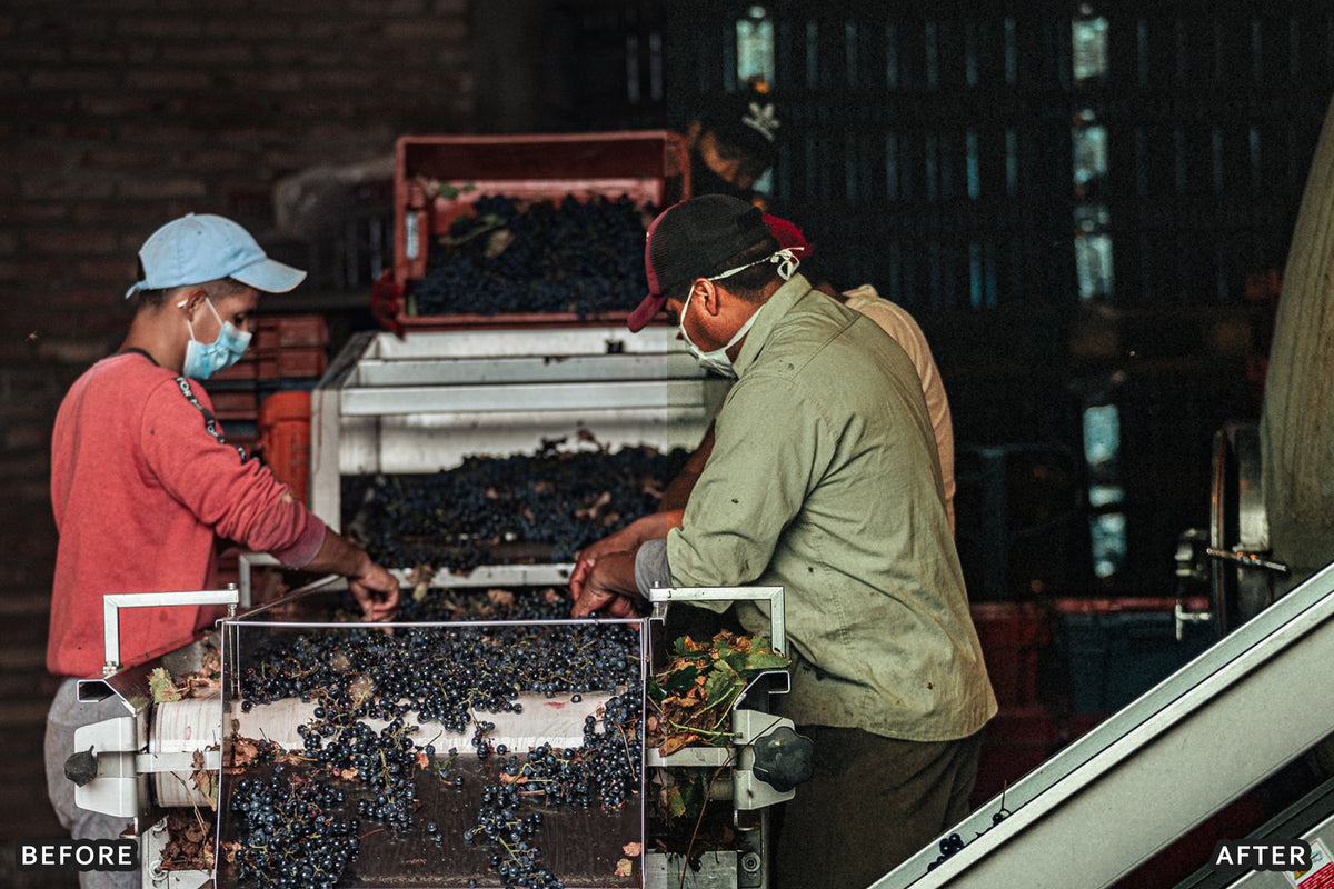 AI-Optimized Vineyard Harvest Lightroom Presets