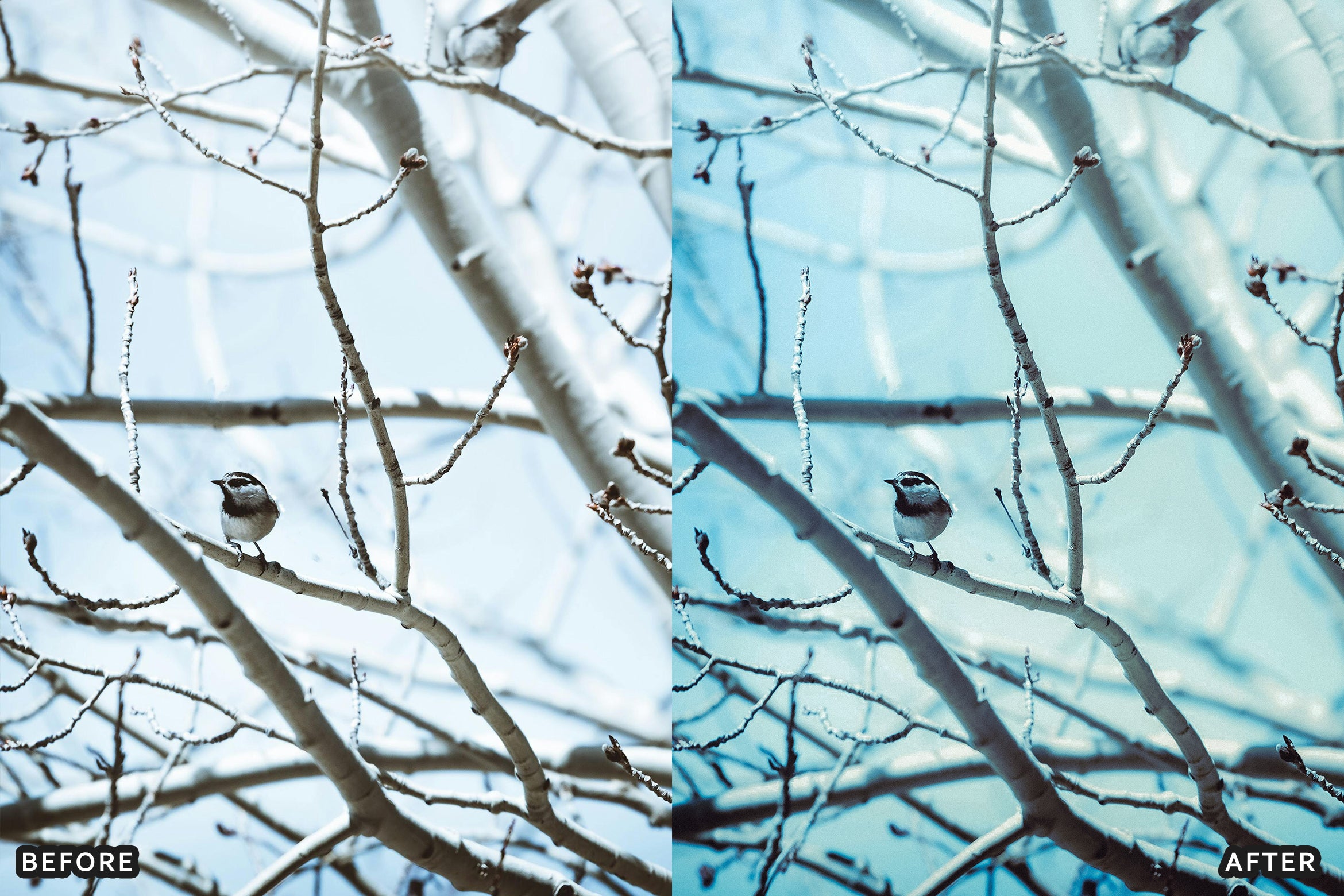 AI-Optimized Winter Snow Landscape Lightroom Presets - Lightroom Presets - by AAA Presets